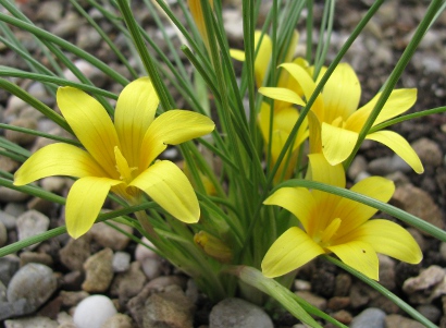Romulea bulbocodium var crocea 